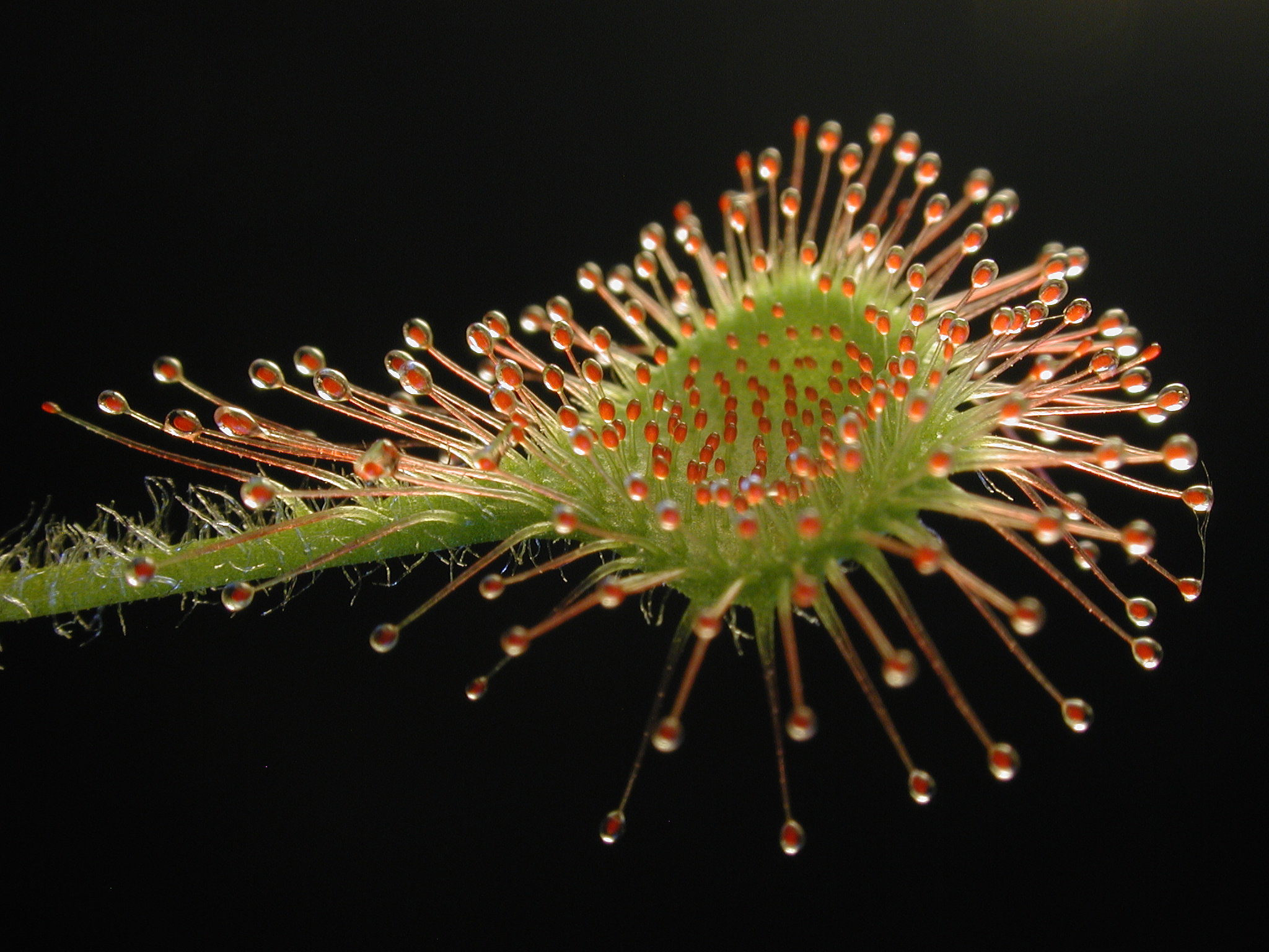 Drosera_rotundifolia_leaf1