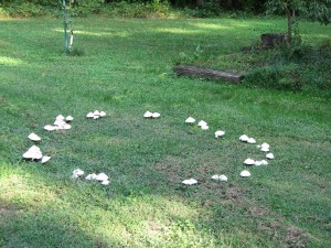 Fairy_Ring_0004