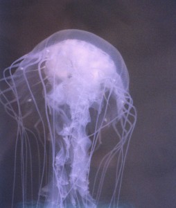 Line2238_-_Flickr_-_NOAA_Photo_Library