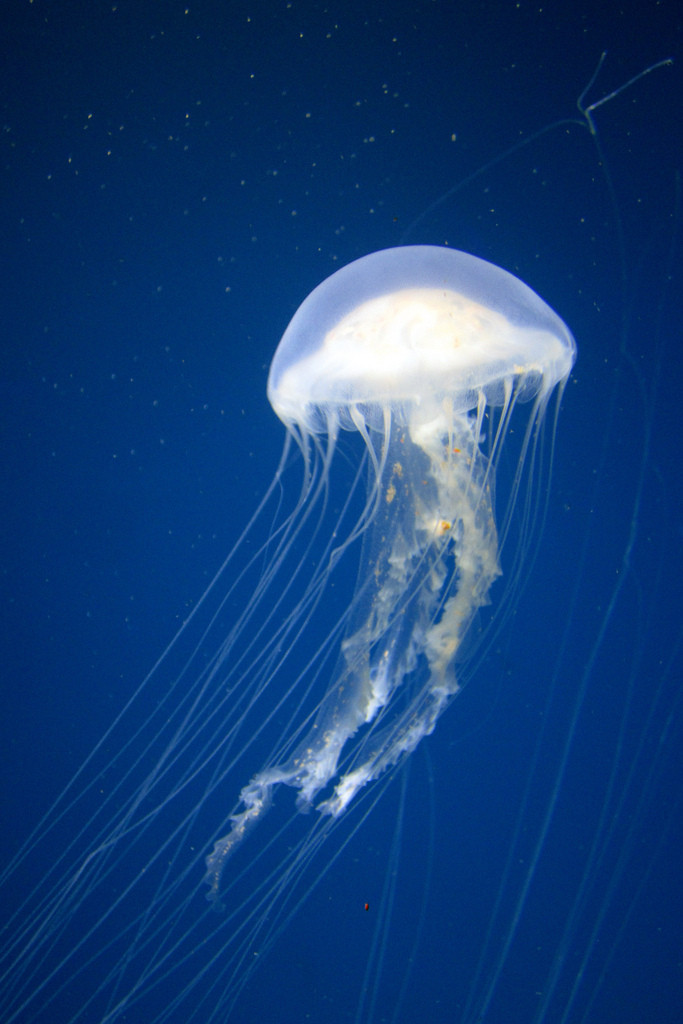 b'more nat aquarium 2