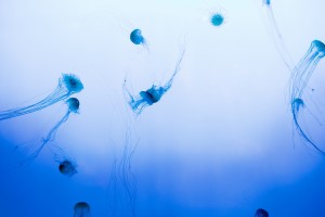 sea-water-ocean-underwater
