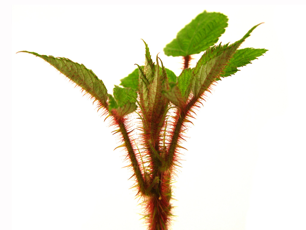 NATIVE RANGE Japan, Korea and China DESCRIPTION Wineberry, or wine raspberry, is a typical species in the genus Rubus, which contains blackberry and raspberry. The name Rubus phoenicolasius translates as "blackberry with purple hairs." The mature plant has long stems (canes) that are upright and arching and covered with distinctive glandular red hairs and small spines. The hairs give the canes a reddish color when seen from a distance. Under favorable conditions, canes may grow to a length of 9 feet. Leaves consist of three heart-shaped, serrated leaflets with purplish veins and are silvery white tomentose on the underside. Small greenish flowers with white petals and reddish hairs occur in Spring. The very edible raspberry like fruit is bright red and ripens during June and July. BACKGROUND Wineberry was introduced into the United States in 1890 as breeding stock for new Rubus cultivars. It is used today by berry breeders to add specific genes to berry varieties or species. Wineberry is an example of one man's flower being another man's weed. Given containment, wineberry has desirable and useful qualities, but due to its invasive nature, it is considered a significant pest of agricultural and natural ecosystems. Wineberry has been used as a virus indicator for raspberry yellow spot and wineberry latent virus and numerous plant viruses have been isolated from it. Source: Plant Conservation Alliance, Alien Plant Working Group. https://www.nps.gov/plants/alien/fact/ruph1.htm