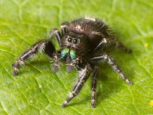 Bold jumping spider wiki