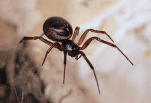 Steatoda_grossa,_Cupboard_Spider