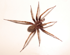 Tengaria Domestica wiki