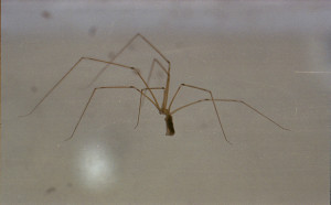 cellar spider, paul sullivan flicker