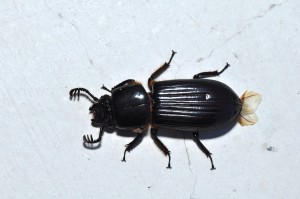 A_Bess_beetle_(Passalidae)_(9407342587)