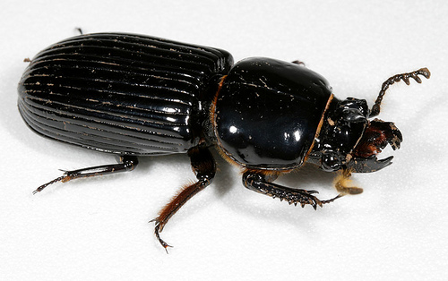 male bess beetle by cotinis flicker sharing
