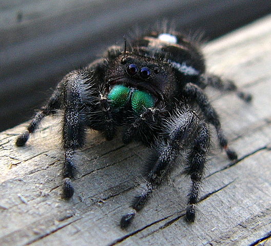 528px-Jumping_Spider