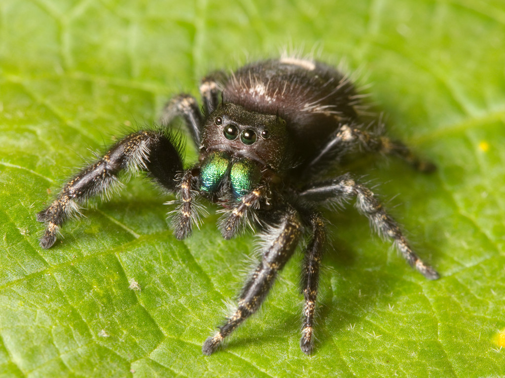 Kaldari_Phidippus_audax_01 wiki