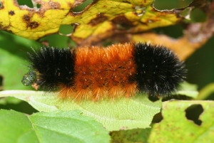 IC_Pyrrharctia_isabella_caterpillar