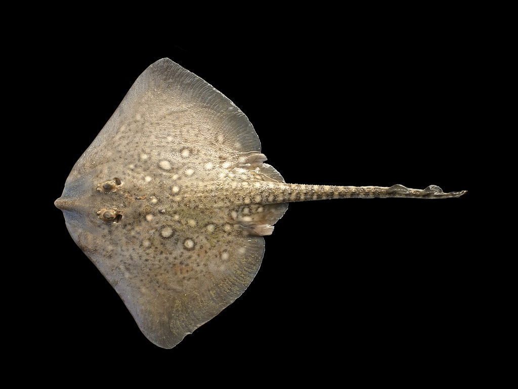 1024px-Raja_clavata_(juv)