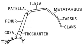 https://www.uky.edu/Ag/CritterFiles/casefile/spiders/anatomy/spideranatomy.htm